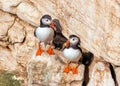 Atlantic Puffins - Fratercula arctica on Bempton Cliffs in Yorkshire, England