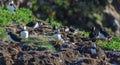 Atlantic puffins Fratercula arctica on bird island in Elliston, Newfoundland. Royalty Free Stock Photo