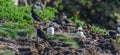 Atlantic puffins Fratercula arctica on bird island in Elliston, Newfoundland. Royalty Free Stock Photo