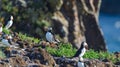 Atlantic puffins Fratercula arctica on bird island in Elliston, Newfoundland. Royalty Free Stock Photo