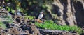 Atlantic puffins Fratercula arctica on bird island in Elliston, Newfoundland. Royalty Free Stock Photo