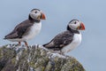 Atlantic Puffins Fratercula arctica, standing on the cliff at Isle of May