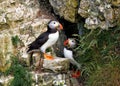 Atlantic Puffins - Fratercula arctica by their nest site.