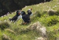 Atlantic puffins on grassy clifftop Royalty Free Stock Photo