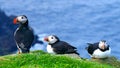 The Atlantic Puffins Group. Wallpaper.