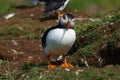 Curious Atlantic Puffin on Lunga Island in Scotland Royalty Free Stock Photo