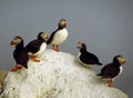 Atlantic Puffins - Machias Seal Island Royalty Free Stock Photo