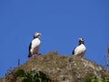 Atlantic puffins nesting in Dyrholaey, Iceland