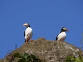 Atlantic puffins nesting in Dyrholaey, Iceland