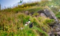 The Atlantic puffins nesting in Reynisfjara Beach, Iceland