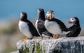 Atlantic Puffins