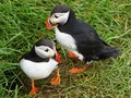 Puffins Iceland Royalty Free Stock Photo