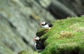 Atlantic puffins, Shetland Royalty Free Stock Photo