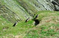 Atlantic puffins, Shetland Royalty Free Stock Photo