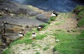 Atlantic puffins, Shetland Royalty Free Stock Photo