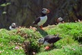 Atlantic puffins, Shetland Royalty Free Stock Photo