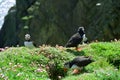 Atlantic puffins, Shetland Royalty Free Stock Photo