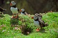 Atlantic puffins, Shetland Royalty Free Stock Photo