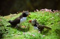 Atlantic puffins, Shetland Royalty Free Stock Photo