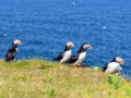 Atlantic puffins