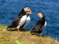 Atlantic puffins Royalty Free Stock Photo