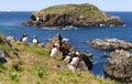 Atlantic puffins Royalty Free Stock Photo