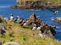 Atlantic puffins