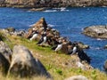 Atlantic puffins Royalty Free Stock Photo