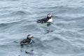 Atlantic Puffins Swimming near Eastern Egg Rock Royalty Free Stock Photo