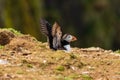 Atlantic Puffins on top of their nesting burrows on a dusty clifftop Royalty Free Stock Photo