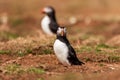 Atlantic Puffins on top of their nesting burrows on a dusty clifftop Royalty Free Stock Photo