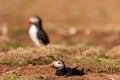 Atlantic Puffins on top of their nesting burrows on a dusty clifftop Royalty Free Stock Photo