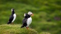 Atlantic Puffins at Westman Islands, Iceland