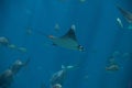 A Atlantic Pygmy Devil Ray at a local aquarium Royalty Free Stock Photo