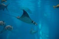 A Atlantic Pygmy Devil Ray at a local aquarium Royalty Free Stock Photo