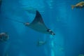 A Atlantic Pygmy Devil Ray at a local aquarium Royalty Free Stock Photo