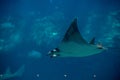 A Atlantic Pygmy Devil Ray at a local aquarium Royalty Free Stock Photo