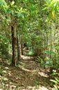 Atlantic Rainforest, Ecoparque de Una, Bahia, Brazil, South America Royalty Free Stock Photo