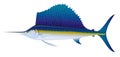 Atlantic Sailfish. Royalty Free Stock Photo