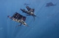 Atlantic sailfish feeding on sardines, Cancun Mexico. Royalty Free Stock Photo