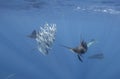 Atlantic sailfish feeding on sardines, Cancun Mexico. Royalty Free Stock Photo