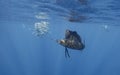 Atlantic sailfish feeding on sardines, Cancun Mexico. Royalty Free Stock Photo