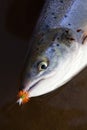 Atlantic Salmon on a Dry Fly Closeup Royalty Free Stock Photo