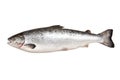 Atlantic Salmon fish Royalty Free Stock Photo