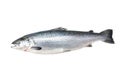 Atlantic Salmon fish Royalty Free Stock Photo