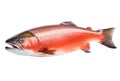 Atlantic salmon fish isolated on white background. Royalty Free Stock Photo