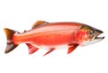 Atlantic salmon fish isolated on white background. Royalty Free Stock Photo