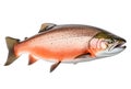 Atlantic salmon fish isolated on white background. Royalty Free Stock Photo