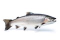 Atlantic salmon fish isolated on a white background Royalty Free Stock Photo