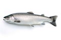 Atlantic salmon fish isolated on a white background Royalty Free Stock Photo